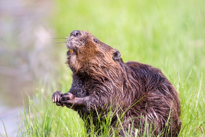 A Eurasian beaver standing on the banks of the Danube and sniffing the air