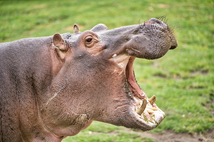 A Nile hippo yawning and showing off its teeth