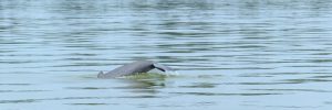 An Irrawaddy river dolphin leaping through the water