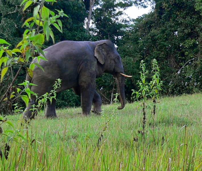 Asian elephant - Wildlife to see on the Mekong river cruise