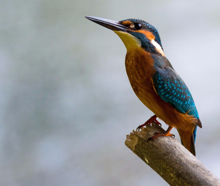 Common kingfisher - wildlife to see on a Mekong cruise