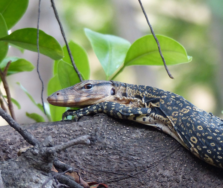 Asian water monitor - wildlife to see on a Mekong river cruise