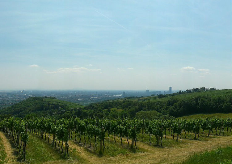 Vineyard in Vienna