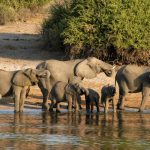 Elephants along the Chobe riverbanks