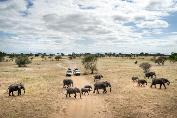 Elephant safari - Africa