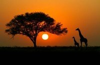 Africa